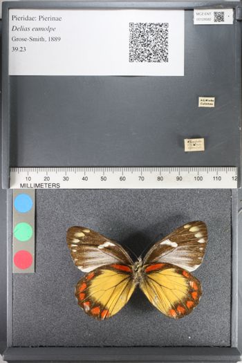 Media type: image;   Entomology 129582